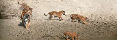Book this Trip Bardia National Park Tour Packages, 3 Nights 4 Days