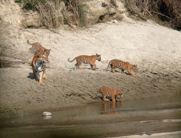 Bardia Nationalpark Tour | 3 Nächte 4 Tage